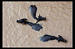 ghats-is-anybody-in-varanasi-at-the-moment-how-will-we-find-the-river-buffalos-at-ganga-river-red.jpg