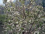 is-sangla-overhyped-apple-blossom-rakcham.jpg