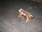 what-animal-is-this-what-animal-is-this.jpg