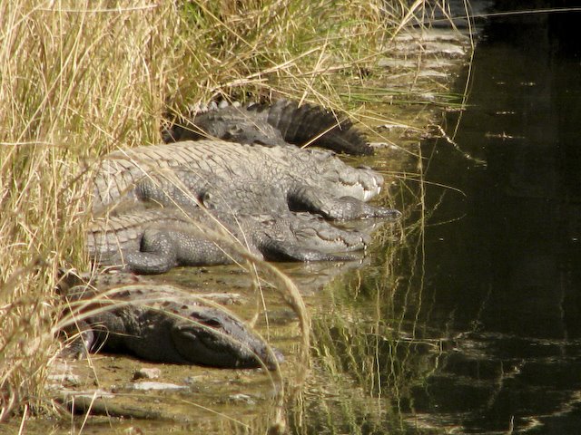 Crocodile or Alligator?