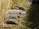crocodile-or-alligator-crocodile-or-alligator.jpg