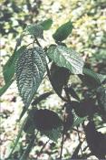 the-killer-thistle-are-you-experienced-nettle5.jpg