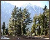 kashmir-4-tourists-killed-28-injured-in-hotel-grenade-attack-pahalgam2.jpg