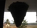 wasp-nest-removal-recommendation-dsc03230-600-x-450-.jpg.jpg
Views:	89
Size:	38.6 KB
ID:	10525
