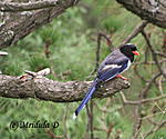 which-bird-is-this-long-tailed-himalayan-bird.jpg