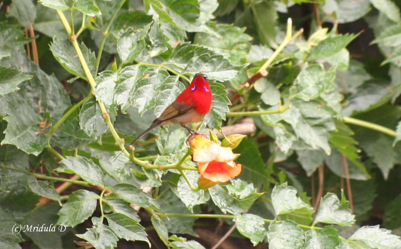 Crimson Sunbird.jpg