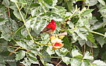 which-bird-is-this-crimson-sunbird.jpg