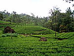 Please provide feedback on South India itinerary-kerala-hills-019.jpg