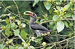 which-bird-is-this-kerala4.jpg
