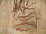 Comments for Roopkund Trek article-caterpillar-fungus-small-.jpg