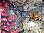 smith-island-dscn0516.jpg