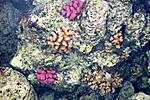 smith-island-dscn0519.jpg