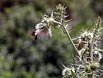 which-bird-is-this-hummer-1.jpg
