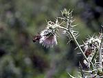 which-bird-is-this-hummer-2.jpg