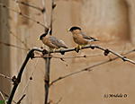 which-bird-is-this-img_7585.jpg