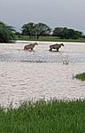 a-lake-with-a-view-sultanpur-bird-sanctuary-haryana-exp.jpg