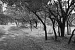 a-lake-with-a-view-sultanpur-bird-sanctuary-haryana-dsc_0232.jpg