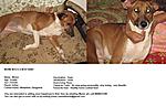 up-for-adoption-munni-august-2009.jpg