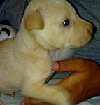 up-for-adoption-labby-aug-09.jpg