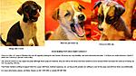 up-for-adoption-7-pups-in-mumbai.jpg