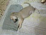 up-for-adoption-image0070.jpg