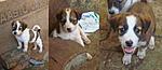 up-for-adoption-gj2.jpg