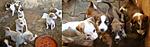 up-for-adoption-gj3.jpg
