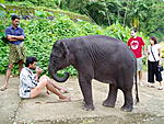 Best place to see baby elephants - kodanad??-kerala-06-236.jpg