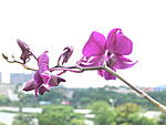 orchid-shop-in-kolkata-flower-006.jpg