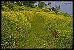 kas-kaas-near-satara-dsc_1190-copy.jpg
