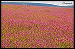 kas-kaas-near-satara-dsc_1224-copy.jpg