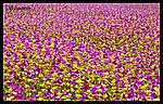 kas-kaas-near-satara-dsc_1227-copy.jpg