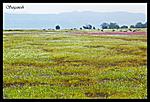 kas-kaas-near-satara-dsc_1348-copy.jpg