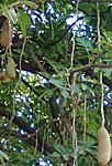 what-tree-is-this-image0395-1.jpg