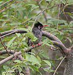 which-bird-is-this-img_7262.jpg