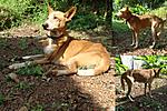 up-for-adoption-old-male-sept-09.jpg