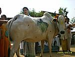 sprituality-the-possibilities-are-endless-cfc_go_puja_-26-60-95.jpg60-95.jpg
Views:	29
Size:	72.5 KB
ID:	11492