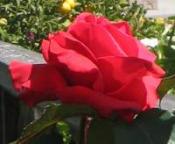 dish-of-the-day-img_0011.jpg