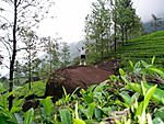 JJ Cottage - Munnar-kerala-2-024.jpg