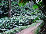 JJ Cottage - Munnar-kerala-2-018.jpg