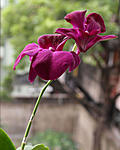 orchid-shop-in-kolkata-img_0203-copy.jpg