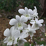orchid-shop-in-kolkata-img_0201-copy.jpg