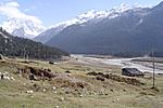 my-trip-to-pelling-yumthang-tsongo-katao-dsc05174.jpg