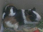 guinea-pig-delhi-dj-209-.jpg.jpg
Views:	8
Size:	21.3 KB
ID:	11664