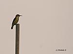 which-bird-is-this-img_8736.jpg