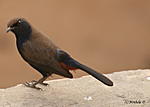 which-bird-is-this-img_8804.jpg