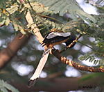 which-bird-is-this-img_8781.jpg