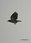 which-bird-is-this-bird-in-flight.jpg