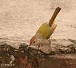 which-bird-is-this-img_8890.jpg