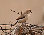 which-bird-is-this-img_8923.jpg
